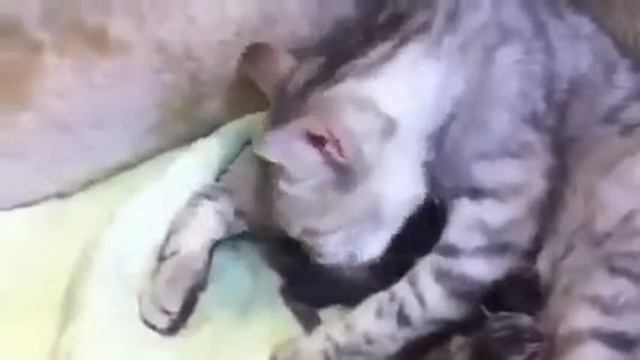 Мама кошка заботится о котятах Как это мило Смешные приколы с кошками1 смотреть онлайн