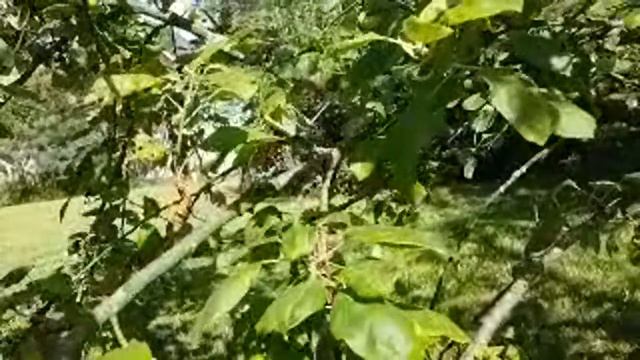 25 июня 2019/ежедневник Ангелов/Лена Воронова смотреть онлайн