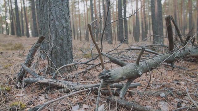 Лес рядом с поселком Дубравная в Нижнем Новгороде. Заметки Поехавшего смотреть онлайн