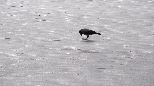 Ворона и чайка смотреть онлайн