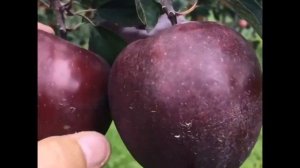 Ред Делишес (Red Delicious) сорт яблок
