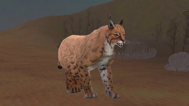 Lynx VS Cheetah(рысь против гепарда) смотреть онлайн