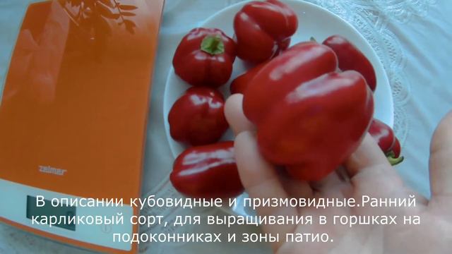 Перец сладкий Краснокожий Патио. 2022 смотреть онлайн