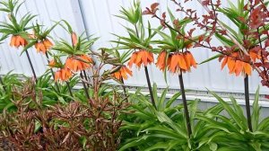 Когда и как высаживать рябчик императорский. Способы посадки фритиллярии и результат.