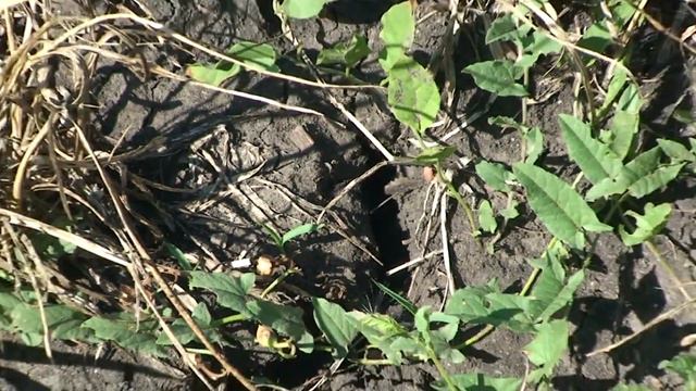 ПИТЬЕВАЯ ВОДА ПО ВСЕМУ МИРУ СТАНОВИТСЯ ЯДОВИТОЙ смотреть онлайн