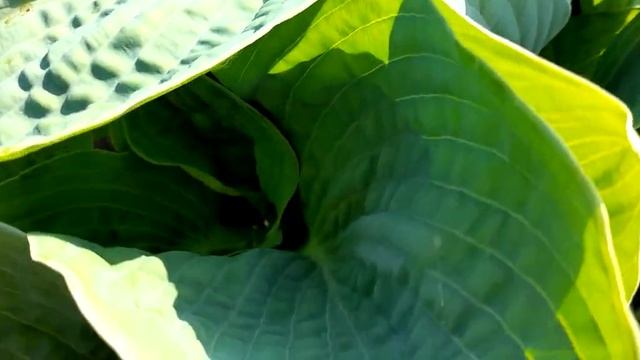 #хоста #голубая / Хоста Зибольда голубая Элеганс ( лат. hosta Elegans) смотреть онлайн