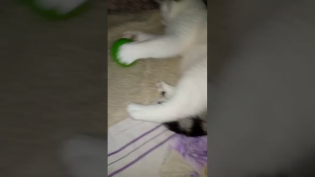 #top5 #shortsvideo #кошка #shortvideo #коты #игрушки #top #рекомендации #cat #pets #животные #кот смотреть онлайн