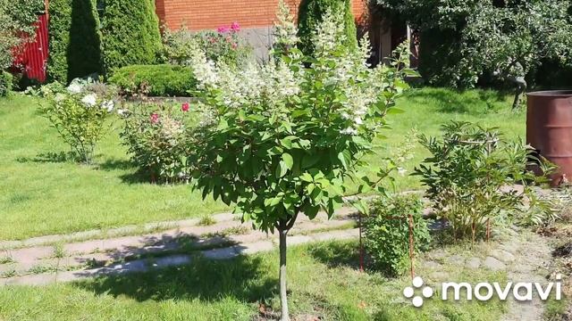 #гортензииметельчатые#гортензиядревовидная Грандифлора или Лаймлайт, вот в чём вопрос? смотреть онлайн