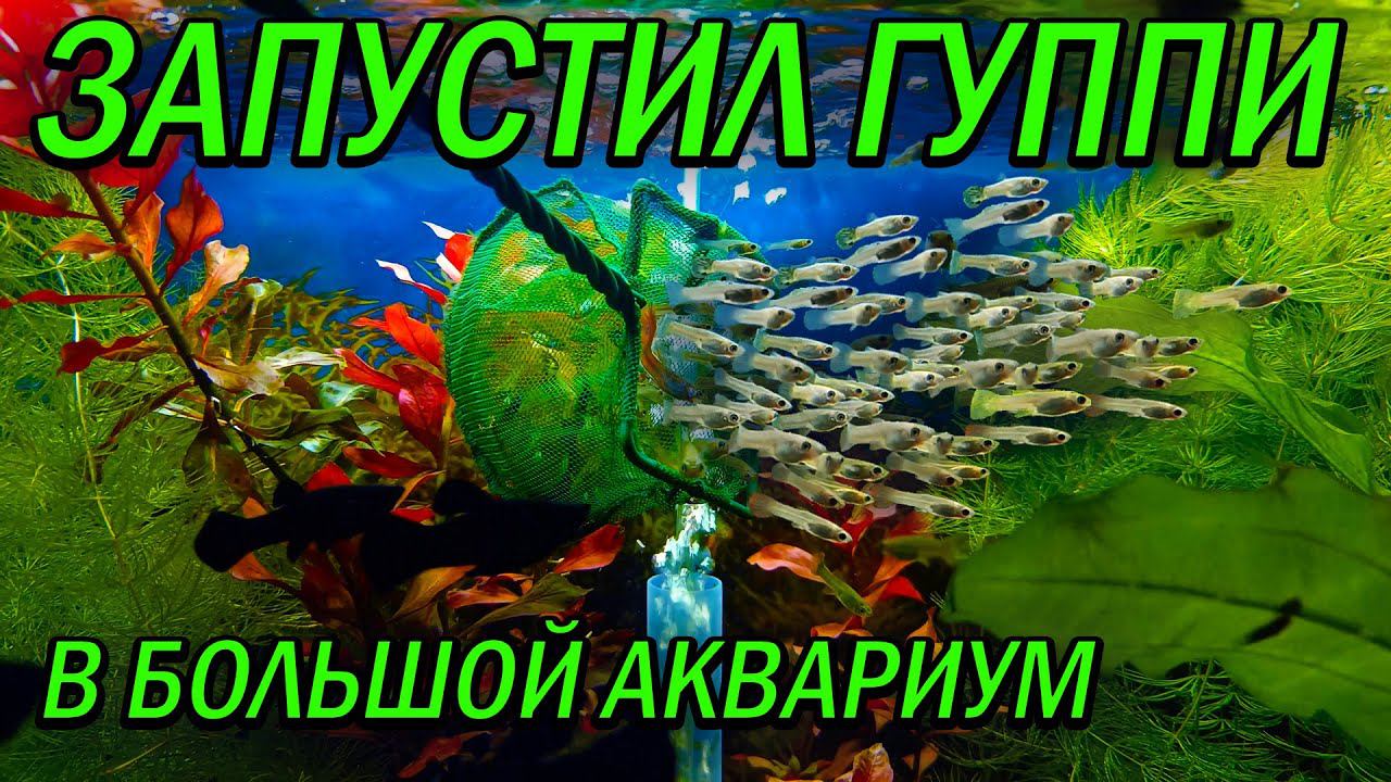 Запустил в большой аквариум 300 гуппи! смотреть онлайн