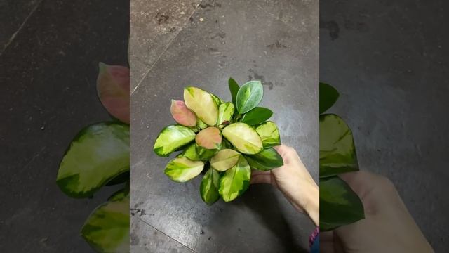 Хойя Аустралис 12/40 смотреть онлайн