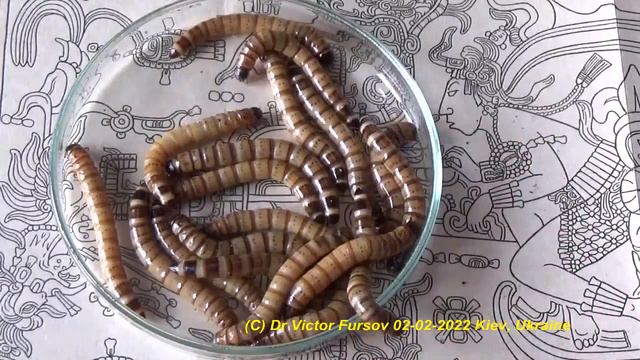 How to Breed a Super Meal Worm Zophobas atratus (Tenebrionidae, Coleoptera)? Life Cycle Details. смотреть онлайн
