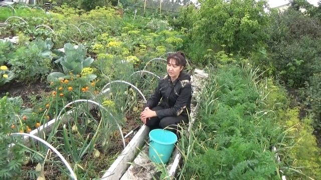 Лук Эксибишен на сибирской грядке.#эксибишен #лук#сибирь смотреть онлайн