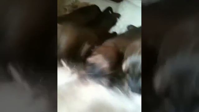 Smith Briard Pups Feeding смотреть онлайн