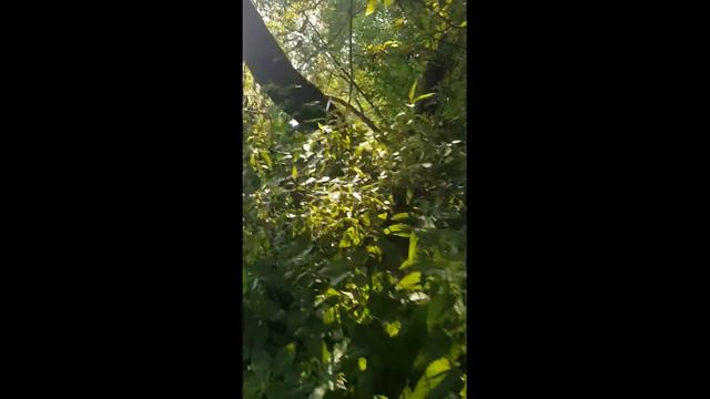 Обзор левого берега реки смотреть онлайн