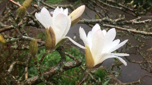 Star Magnolia - twigs, buds & flowers - March 2019 смотреть онлайн
