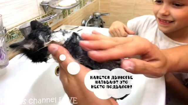Купаем спасенного котенка, который оказался совсем другого пола! смотреть онлайн