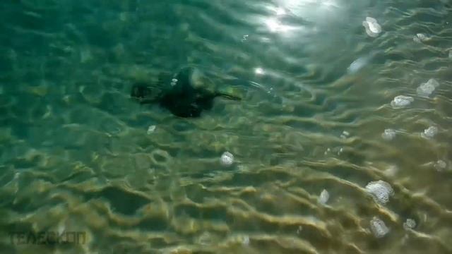 Мужчина спас ОСЬМИНОГА, и он нашёл способ как отблагодарить людей! смотреть онлайн