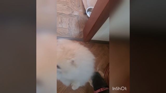 Оставайся, Мартик, с нами - будешь нашим королём.?