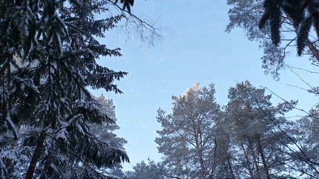 ASMR прогулка в зимнем лесу / Скрип снега под ногами смотреть онлайн