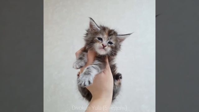 Юла (Divokun Yula) 5 недель. Окрас черная мраморная черепаха на серебре (MCO fs22) смотреть онлайн