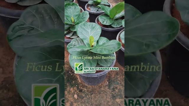 Ficus Lyrata Mini Bambino plants in kadiyam смотреть онлайн