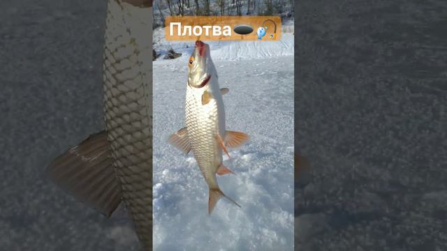 РЫБАЛКА на МОРМЫШКУ 🐟🎣🐟🌊🐟🎣🌊🐟🌅📽️🌲🌲🌲 смотреть онлайн