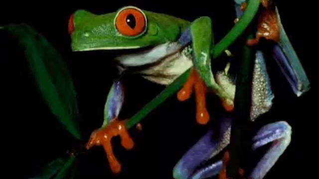 Lenny the Perverted Frog: Episode 2 смотреть онлайн