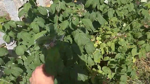 Малина полька. смотреть онлайн