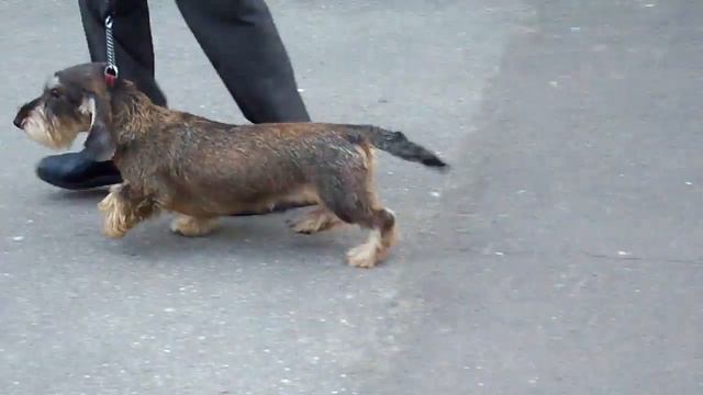 Щенок жесткошерстной таксы "Из Ново-Переделкино" смотреть онлайн