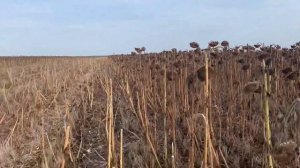 Посев подсолнечника. Какая густота лучше? Результаты опыта.