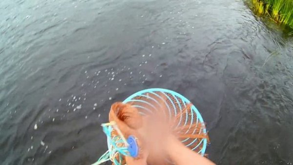 Кастинговая сеть с большим кольцом- ловим на порогах вечерком.