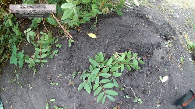 Размножение жимолости от куста прикапыванием смотреть онлайн