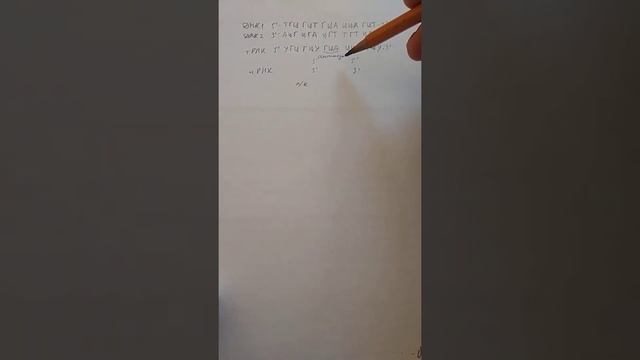 Задание 27 ЕГЭ по биологии. Синтез тРНК напрямую с ДНК смотреть онлайн