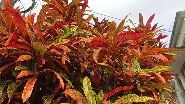 Big Mammy Croton Plant | Codiaeum Variegatum смотреть онлайн
