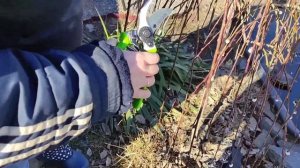 Ива козья Пендула. Обрезка весной.