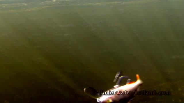 Pike Fishing With Lures: Soft-bait & Lip Scull + Dead Bait. Рыбалка: щука на силикон и мертвую рыбу