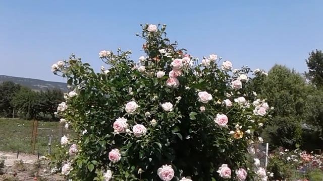 подкормка роз во время цветения, роза велендшпиль, питомник роз полины козловой rozarium.biz смотреть онлайн