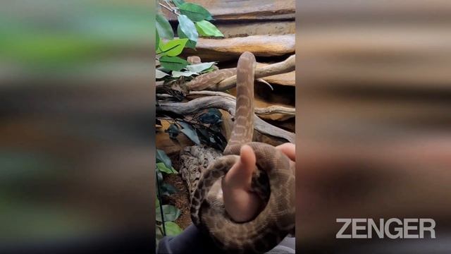 Feeling S-Queasy? Snake Fan's Creepy Python Show смотреть онлайн
