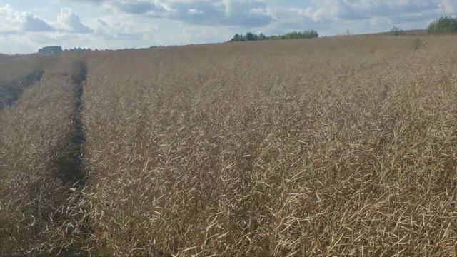 Яровой рапс.Перформер.КФХ Терра Ностра. смотреть онлайн