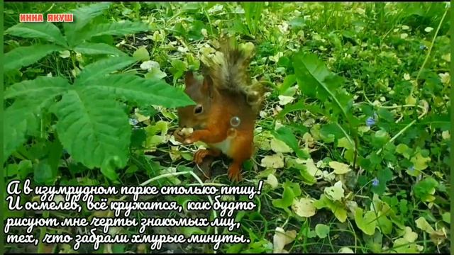 А в изумрудном парке хорошо. Автор стихов Инна Якуш. Красивая природа, Минск.(альманах Наследие) смотреть онлайн