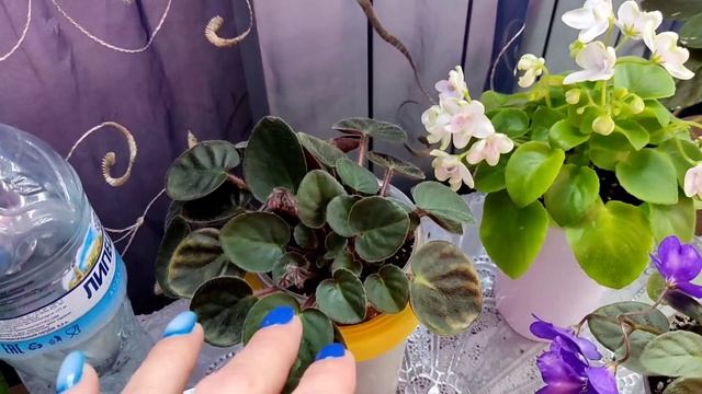 Фиалки трейлеры. Как вырастить красивый кустик! Про формирование. смотреть онлайн
