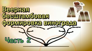 ? Веерная бесштамбовая формировка винограда (часть 2)
