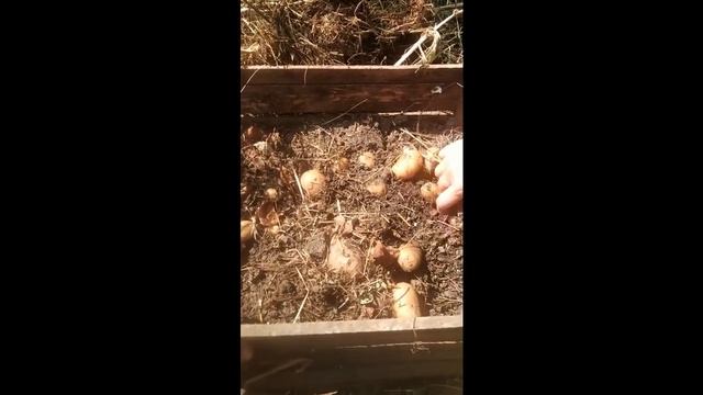 Вырастил картофель в деревянном ящике смотреть онлайн