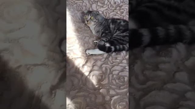 Наглый Кот Морис не желает уходить и возмущается смотреть онлайн