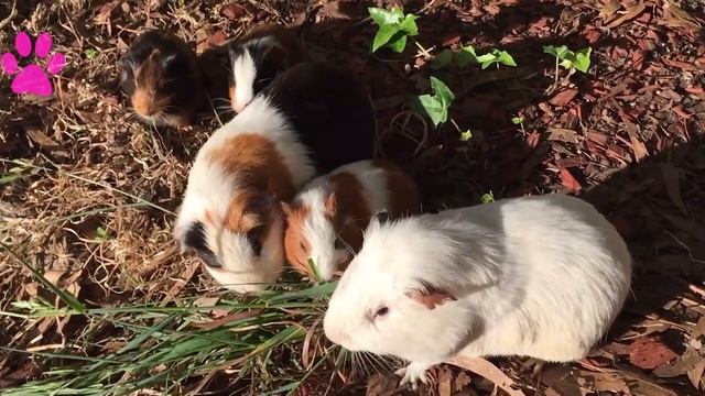 LEARN FARM ANIMALS: CAT, CHICK, CAMEL, DOG, INDIAN, SHEEP, KOALA, PELICAN, OWL,OTTER - ANIMAL SOUND смотреть онлайн