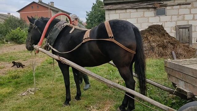 ? командировка в Барановский район осмотр лошади Маша вороной масти 12 лет ? смотреть онлайн