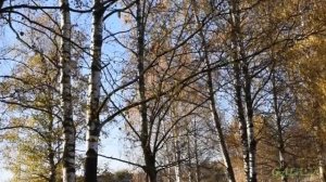 ПОСЛЕДНИЙ ДЕНЬ ОСЕНИ. Татьяна  Снежина.