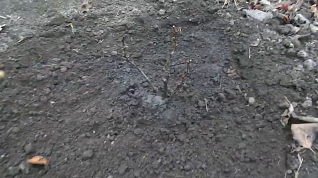 Обрезка винограда осенью Обработка купоросом. Укрытие винограда на зиму. смотреть онлайн