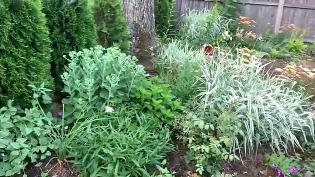 ?мой контейнерный сАдик ???цветут мои “Lisianthus - Эустома”мой зимний сад на крыльце смотреть онлайн