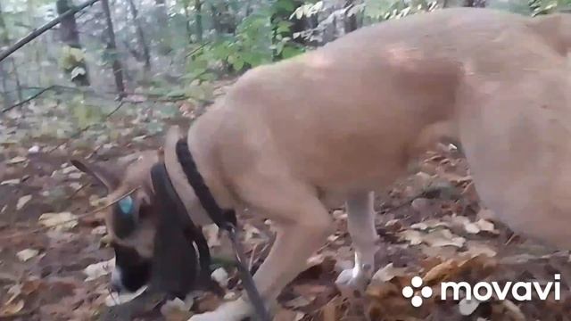 ЗМЕЯ чуть не УКУСИЛА СОБАКУ / ПРОГУЛКА В ЛЕСУ / ХАНААНСКАЯ смотреть онлайн